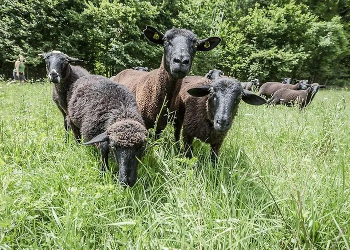 Apartment Rinntaverne